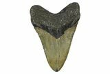 Fossil Megalodon Tooth - North Carolina #382592-2